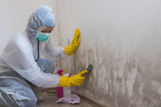 Mold Removal Process in Hopkins, SC