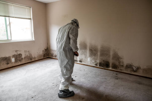 Attic Mold Removal in Hopkins, SC